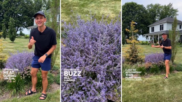 One gardener spoke to the benefits of Russian sage, a perennial known for its spire-like, blue-violet blooms.