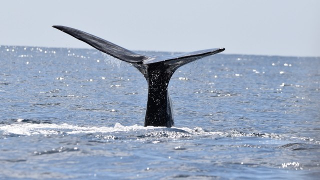 Researchers suggest that plastic pollution was the cause of death for a pygmy sperm whale off the coast of Honduras.