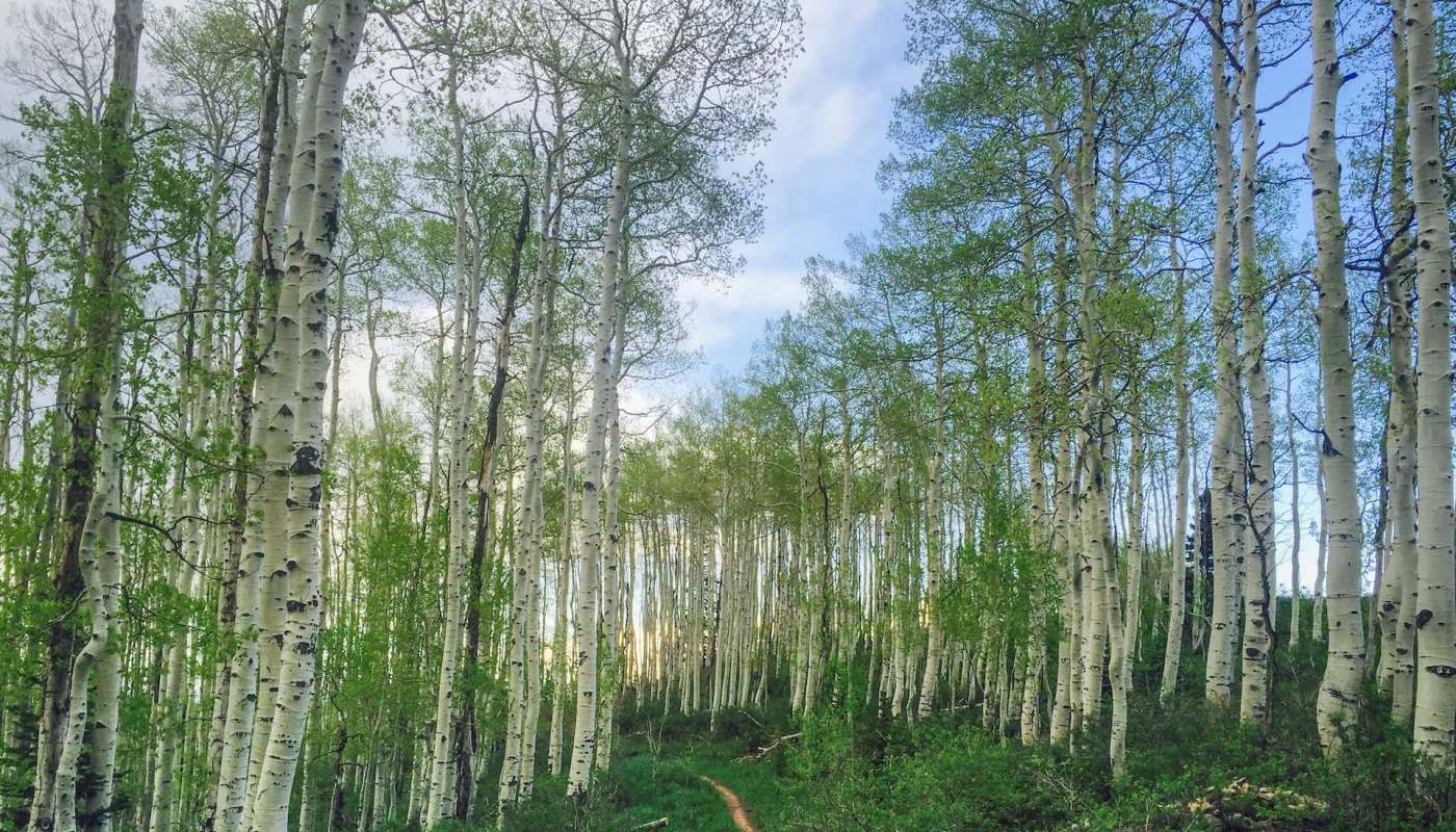 Invasive fox squirrels have spread into Utah, carrying a disease that threatens to eliminate the state's native red squirrels.