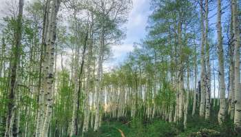Invasive fox squirrels have spread into Utah, carrying a disease that threatens to eliminate the state's native red squirrels.