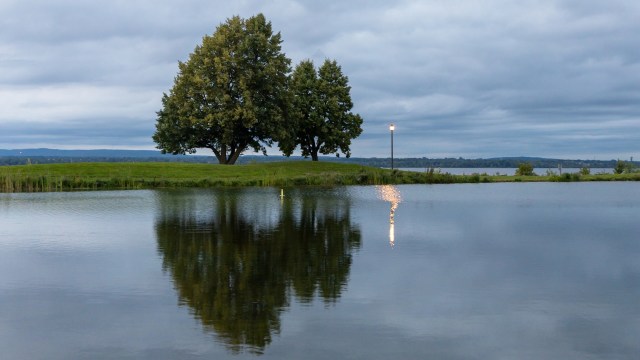 A stormwater pond in Ottawa's Central Park neighborhood is filled with around 1,000 invasive goldfish.