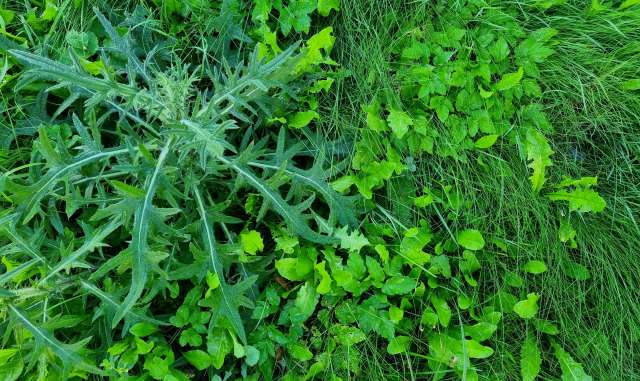 The growing push to rethink invasive plant management is getting fresh attention thanks to a new book from the Missouri Botanical Garden.