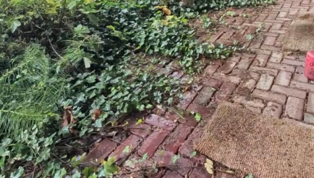 A neglected vacation home was in desperate need of care. One landscaper took up the challenge and transformed the property by removing invasive plants.