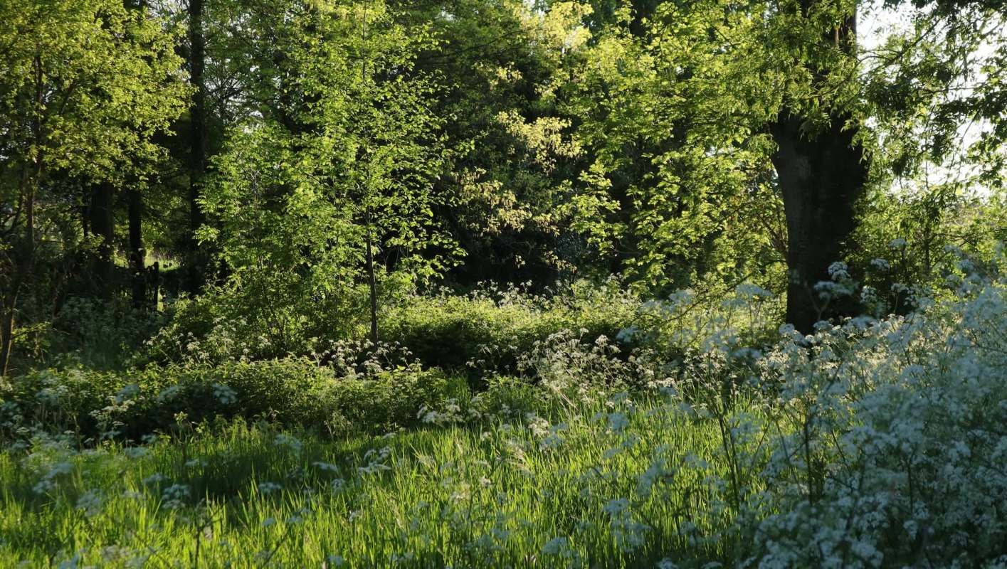 The New York State's Department of Environmental Conservation just sounded the alarm about three look-alike invasive plants.