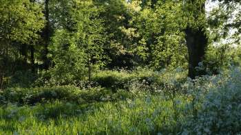 The New York State's Department of Environmental Conservation just sounded the alarm about three look-alike invasive plants.