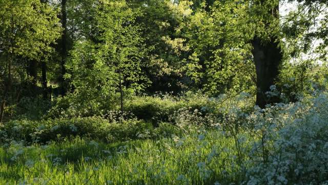 The New York State's Department of Environmental Conservation just sounded the alarm about three look-alike invasive plants.