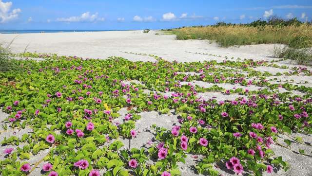 Invasive plants are making a surprising return across Sanibel and Captiva, prompting a new alert from the Sanibel-Captiva Conservation Foundation.