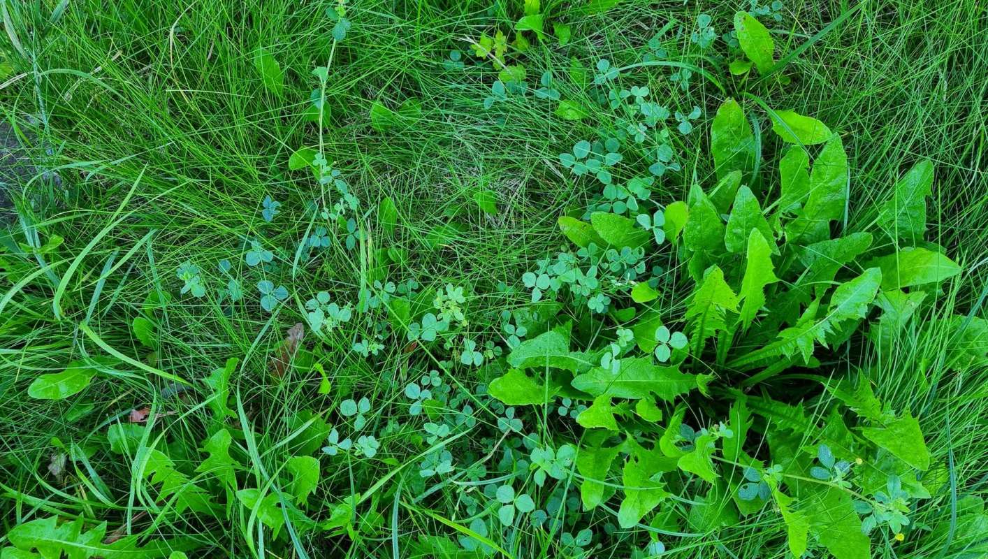 One gardener was concerned about using invasive plants in their compost. Redditors had a mix of answers.