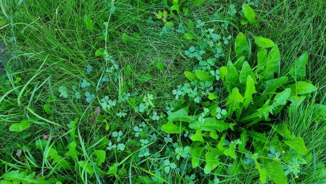 One gardener was concerned about using invasive plants in their compost. Redditors had a mix of answers.