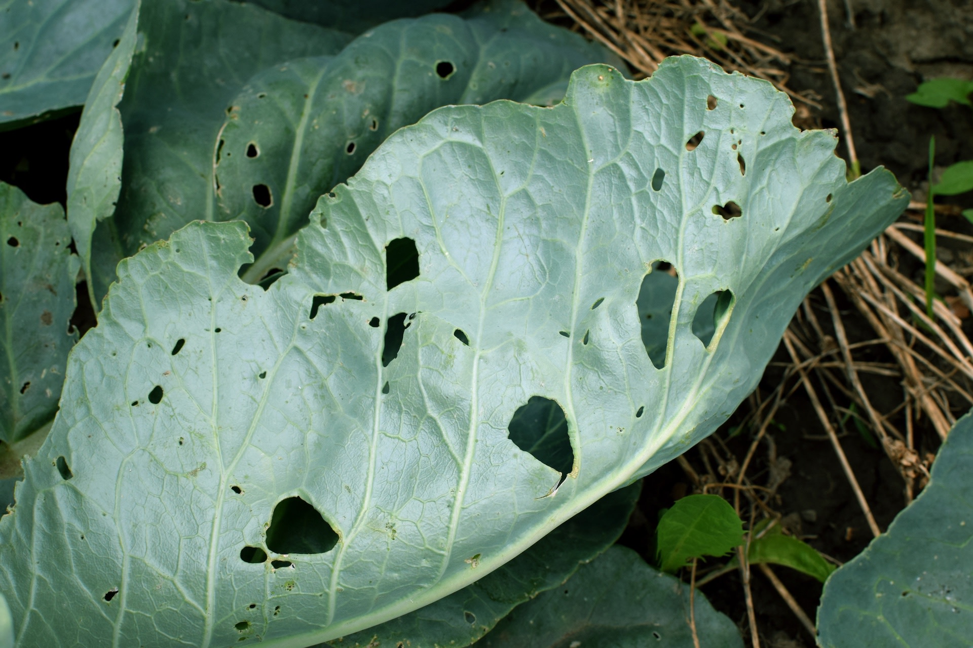 Farmers devastated as slimy invaders wreak havoc on major crops: 'The threat is never completely gone'