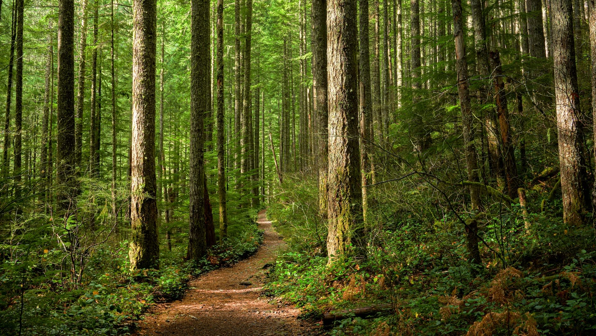 Experts urge people to eat pests wreaking havoc in US forests: 'It's pretty much impossible to get rid of'