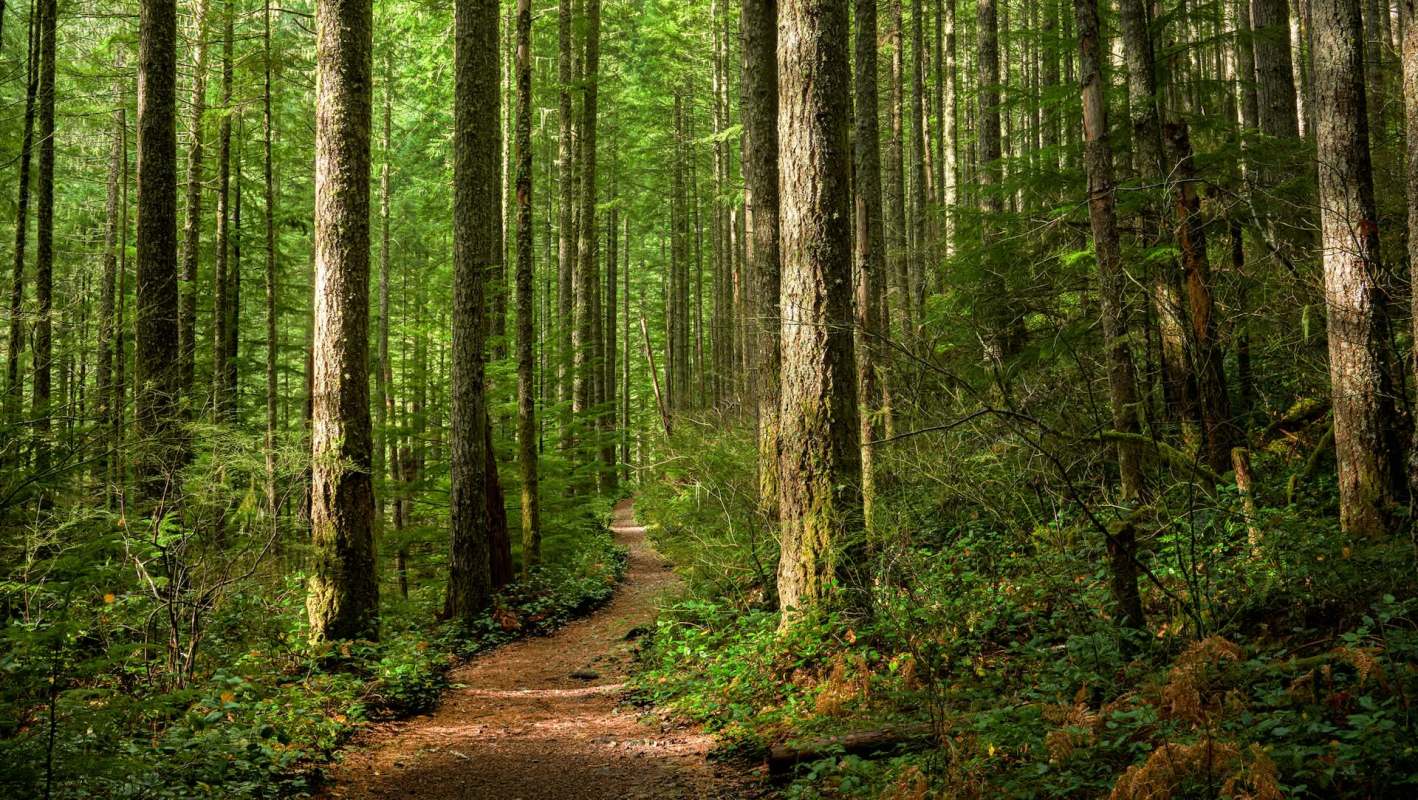 An ecology professor is encouraging people to harvest and cook invasive species like autumn olives, kudzu, and blue catfish for a delicious meal.