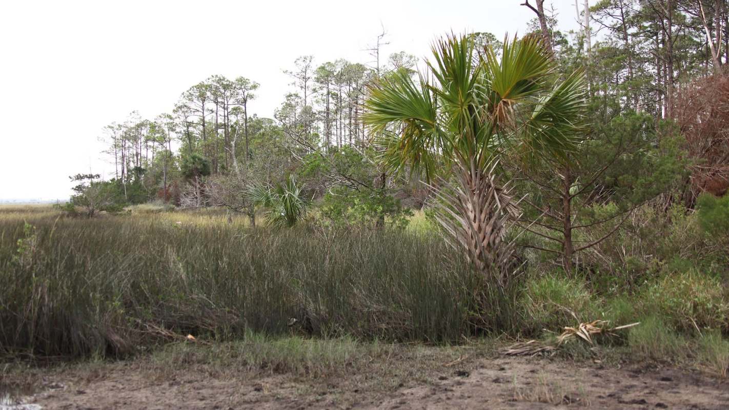 The combined efforts between government officials and the public have helped significantly reduce the population of an invasive species in a Florida county.
