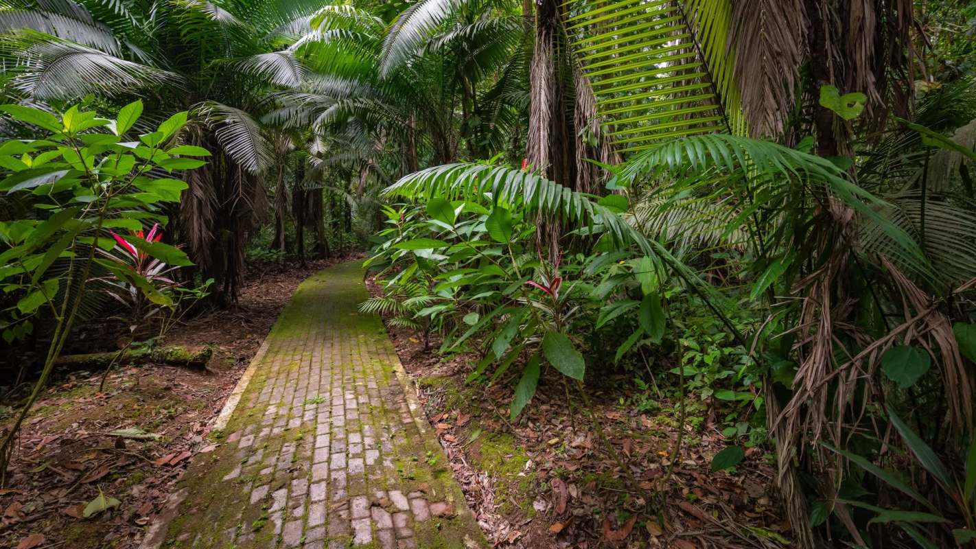 Remote cameras in Ecuador's Amazon rainforest are surprising experts with unprecedented footage of jaguars and other species.