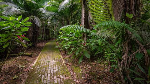 Remote cameras in Ecuador's Amazon rainforest are surprising experts with unprecedented footage of jaguars and other species.