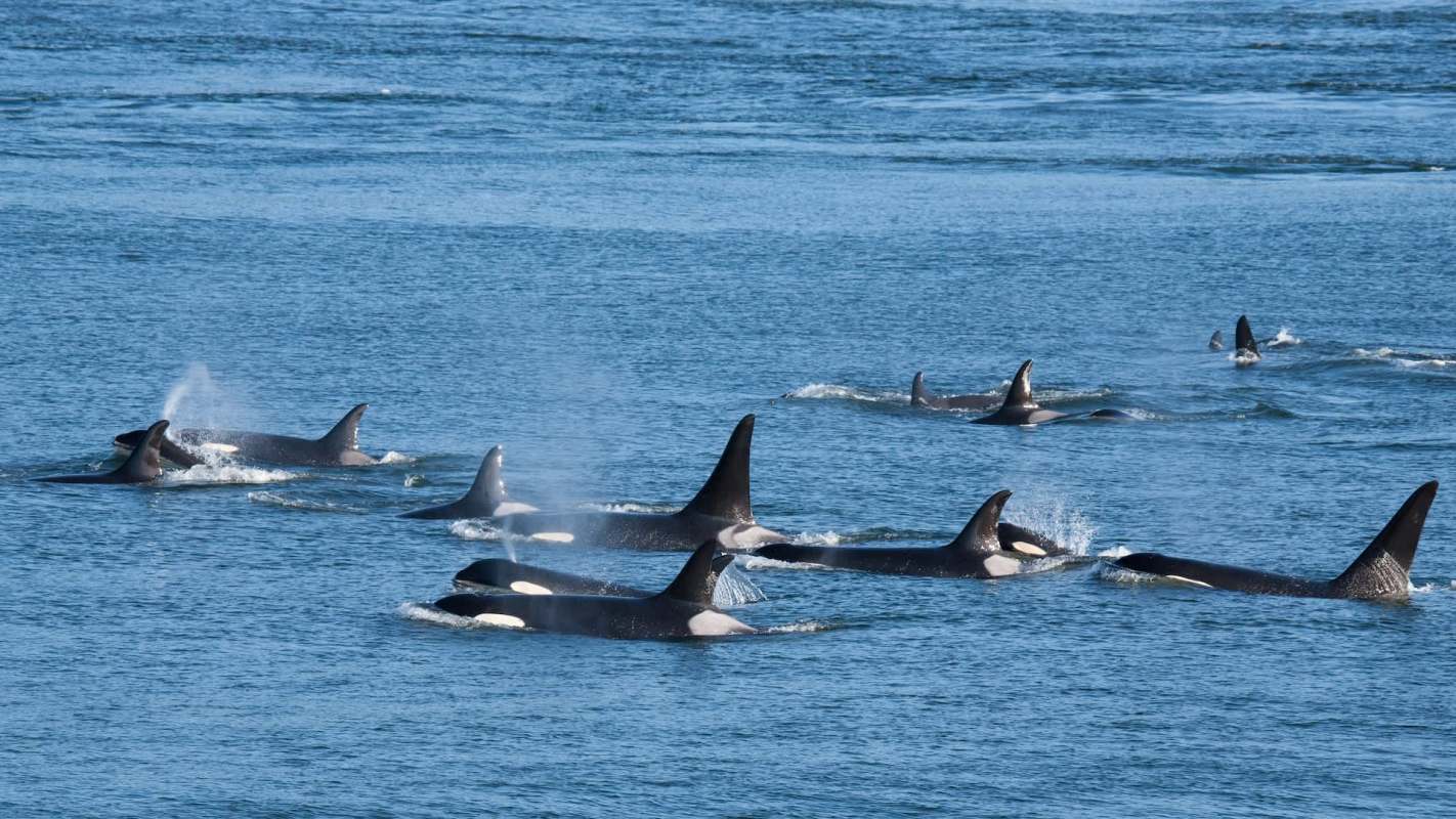 A video captured footage of 30 killer whales viciously attacking a Dutch family's yacht off Portugal's coast.