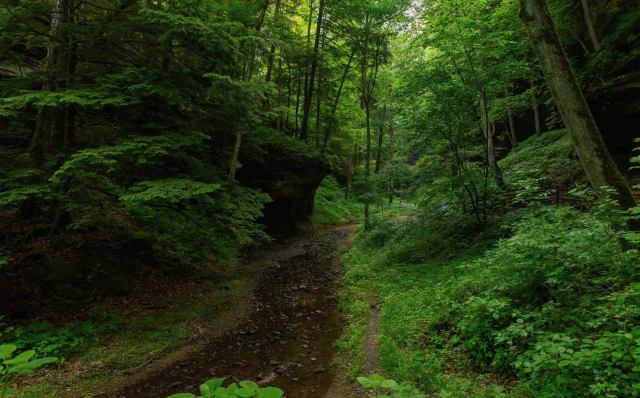 Kudzu, one of the most invasive plant species, has been growing in Indiana but is finally being eradicated.