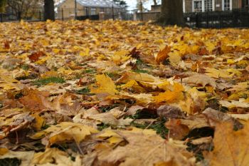 Portland, Oregon, has passed a gas-powered leaf blower ban, citing concerns about noise and air pollution.