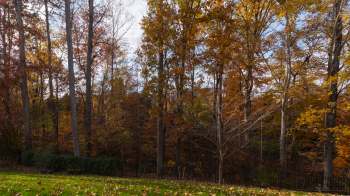 One Reddit user shared how they're embracing their leftover leaf litter and revealed a flock of turkeys that love it.