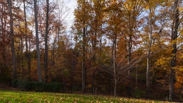 One Reddit user shared how they're embracing their leftover leaf litter and revealed a flock of turkeys that love it.