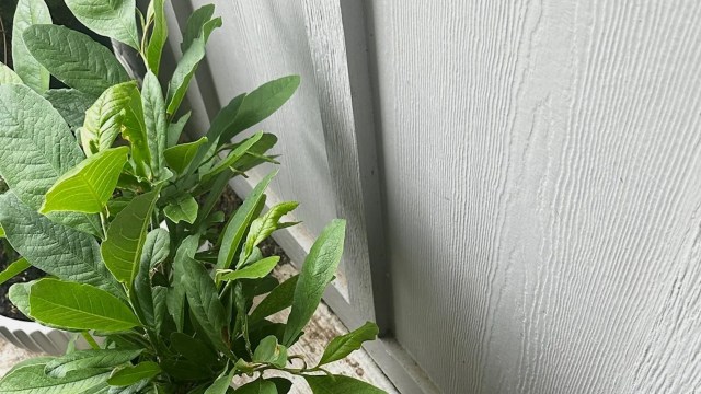 One Redditor shared how their upstairs neighbor was littering food scraps that ended up in the shared yard and even the OP's private garden space.