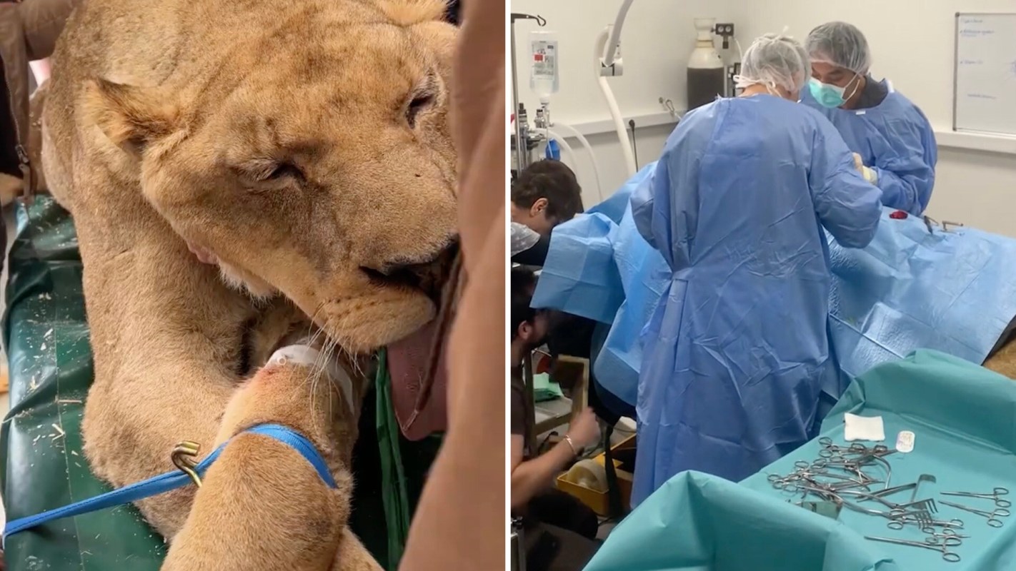 The story of a lion stolen as a cub and used for wildlife exploitation has gone viral on TikTok.