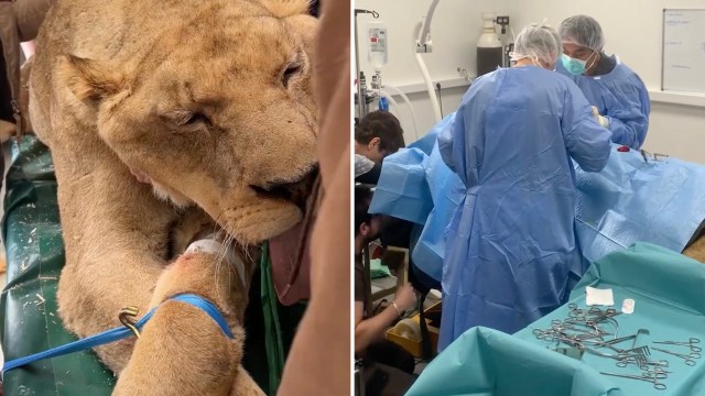 The story of a lion stolen as a cub and used for wildlife exploitation has gone viral on TikTok.