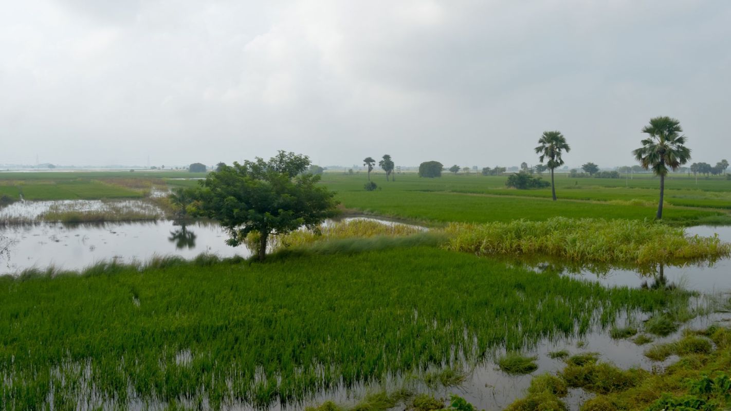 Farmers across Jharkhand, India, have seen crops of all kinds ruined or on the verge of ruin due to heavy winds and rainfall.