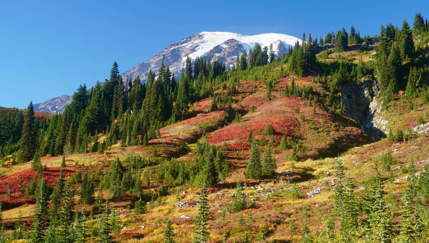 A photographer turned heads online after posting images of a rare sighting of multiple lynxes in Washington state.