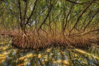 Andrew Otazo rediscovered the mangroves he loved as a kid and was shocked by the tons of trash in them.