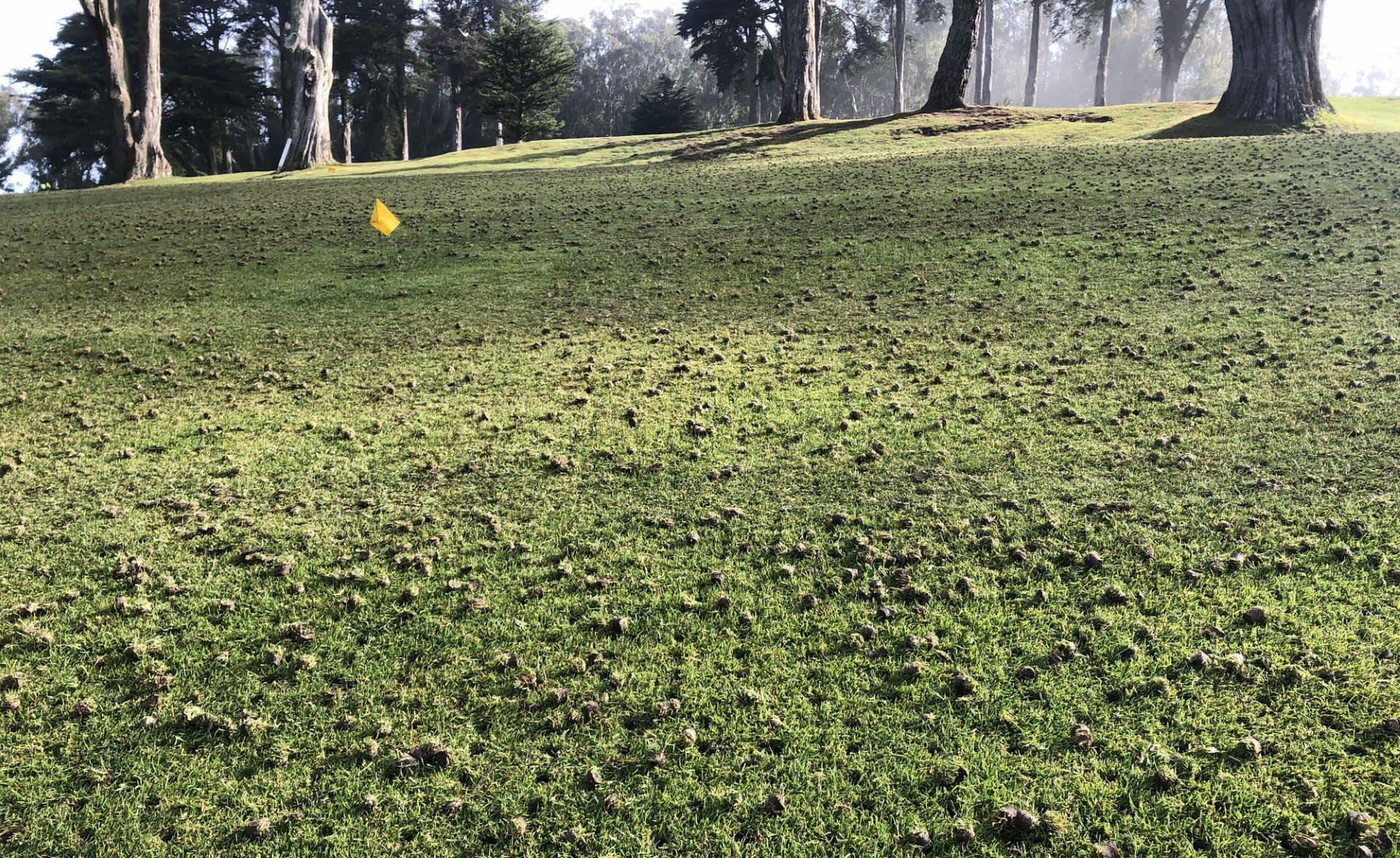 Researchers make stunning discovery at disused golf course: 'Never been seen before'