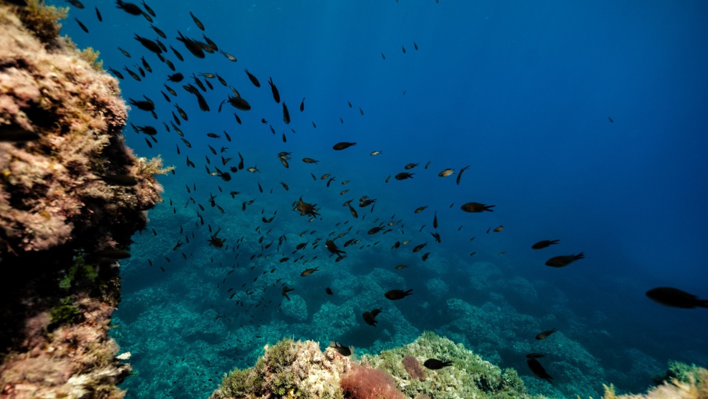 Researchers found that deep-sea mining waste may turn into "basically junk food" for plankton.
