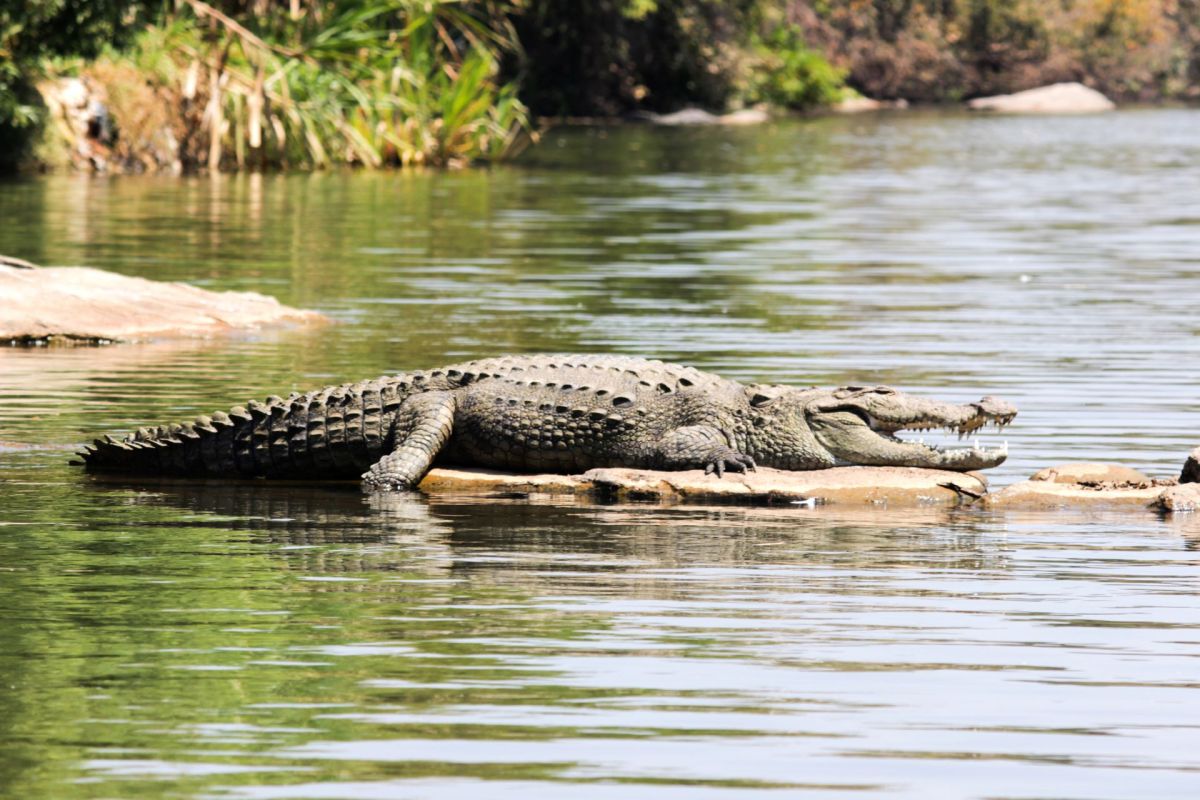 Residents of Kurla, Mumbai, were alarmed after a 2.5-foot marsh crocodile appeared in a neighborhood's pond.