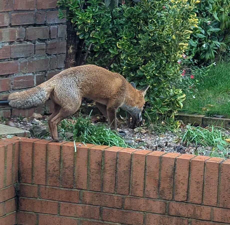 A Redditor shared the story of how they discovered a fox was pooping on their lawn.