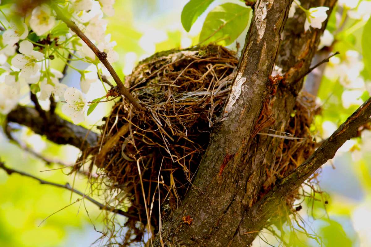 Tiny microplastics have been found in the nests and bodies of birds that are living in people's backyards.