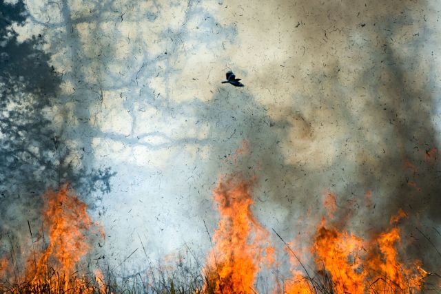 Researchers have discovered that wildfires significantly reduce migratory birds' activity at important stopover sites.