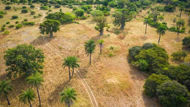 The life-sustaining grasslands in Senegal are in a dire state. Here's how one village chief is using mob grazing to regenerate them.