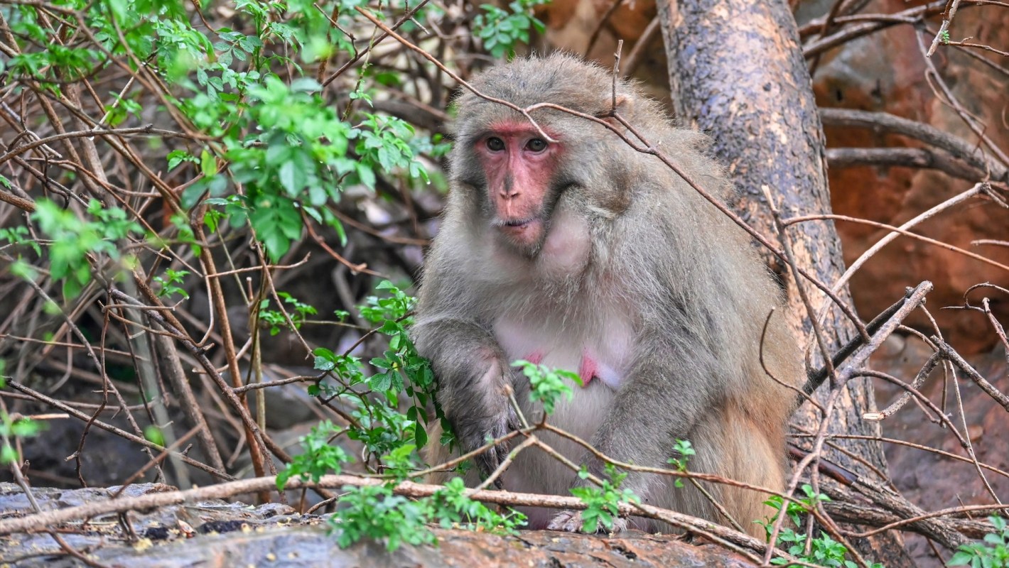 A viral TikTok featuring a monkey's attack on a child is sparking a conversation about the dangers of disturbing wild animals.
