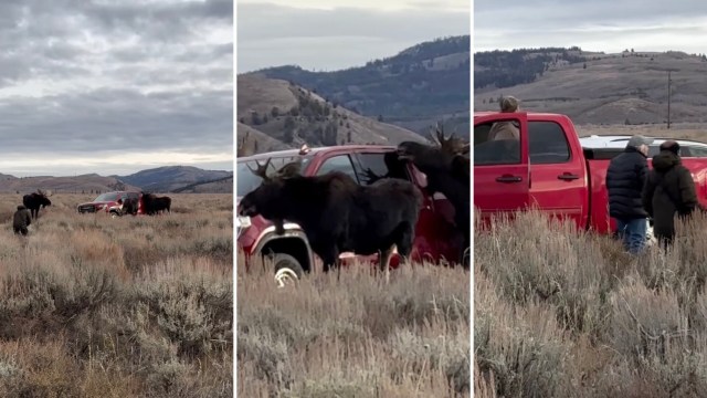 One photographer shared a video to show how not to interact with the majestic moose at Grand Teton National Park.