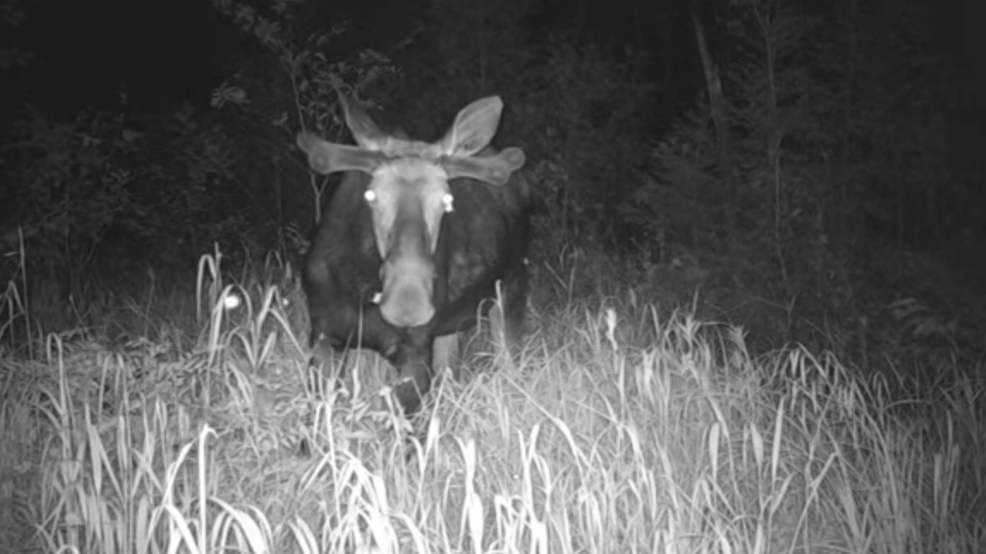 A scientist in New England came across startling images captured by a trail camera, showing the first documented case of this strange insect behavior in the region: drinking moose tears.