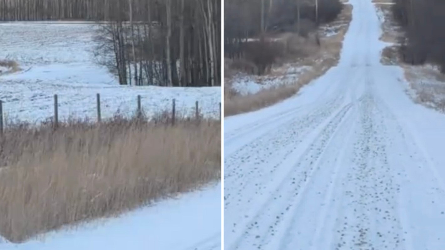 One Albertan was lucky enough to catch a glimpse of a mountain lion — also known as a cougar — walking near the property.
