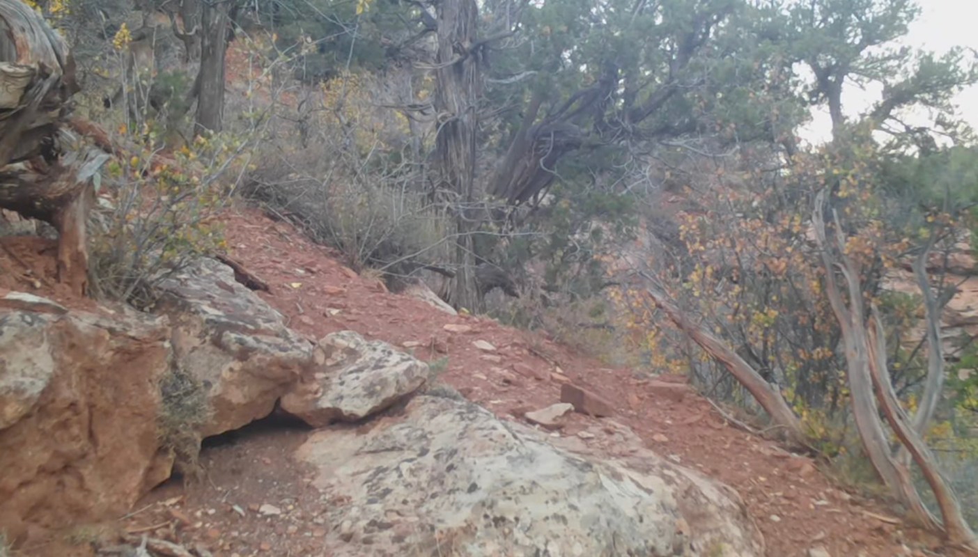 A rare and protective shot of a mountain lion in Utah.