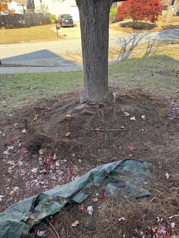 One Redditor discovered that mulch volcanoes could cause a tree to grow a secondary root system.