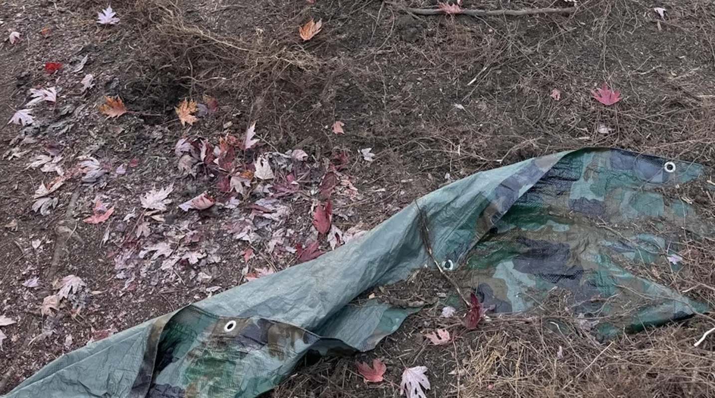 One Redditor discovered that mulch volcanoes could cause a tree to grow a secondary root system.