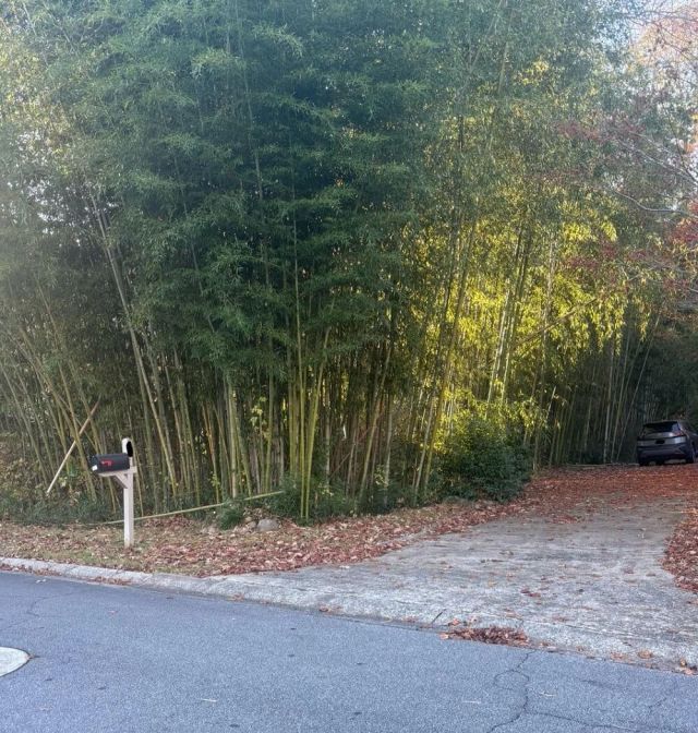 Some species of bamboo can be a real pain for gardeners. This Reddit thread shows an out-of-control invasive bamboo forest in someone's front yard.