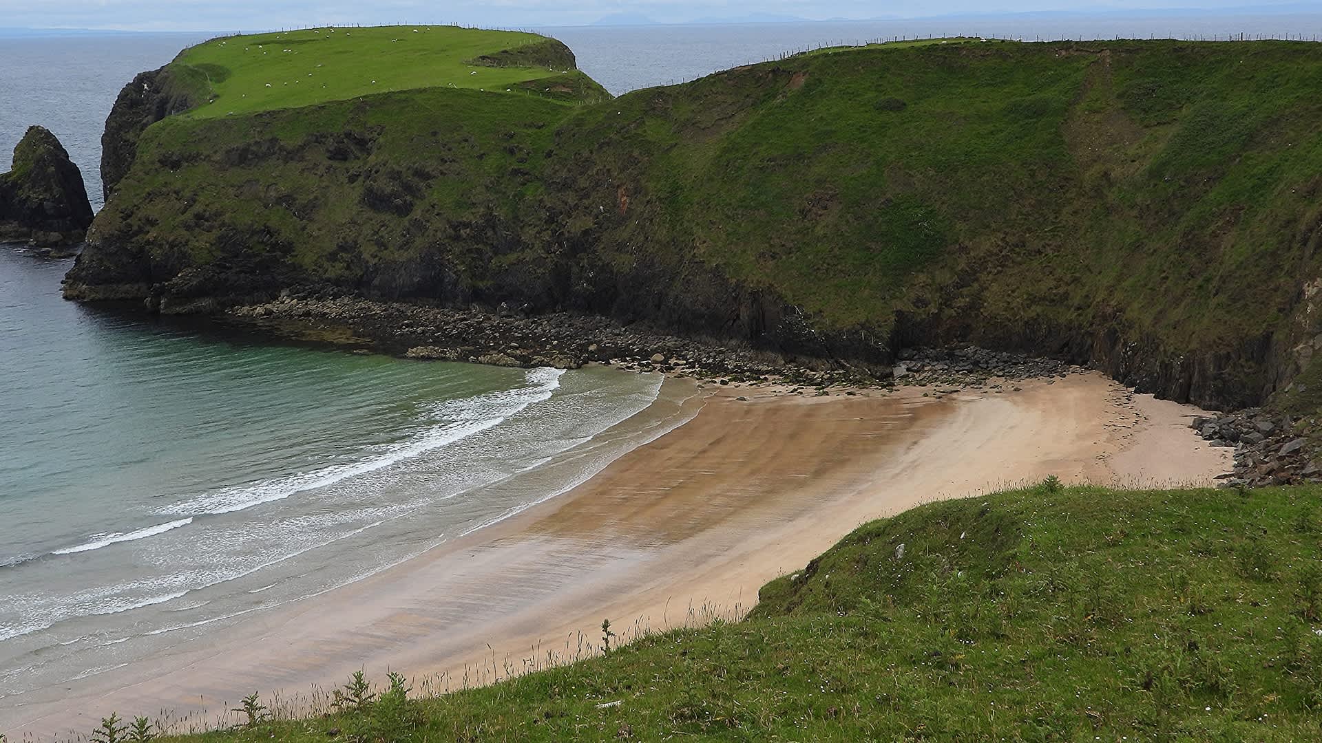 Experts shocked after unexpected creature washes up on beach: 'Remarkable'