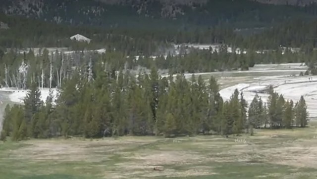 One Reddit user shared images from Yellowstone National Park's Old Faithful webcam of multiple tourists violating the 25-yard rule with a wild bison.