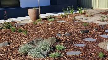 One new gardener shared their experience rewilding their front yard and replacing a non-native lawn with a beautiful native garden.