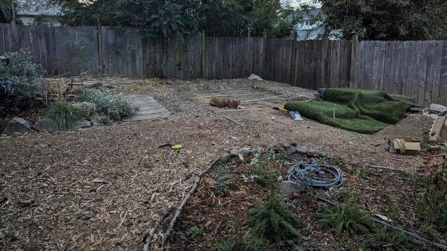 A homeowner shared the payoff of two years' work on their backyard, in an effort to convert it from all gravel to a native plant landscape.