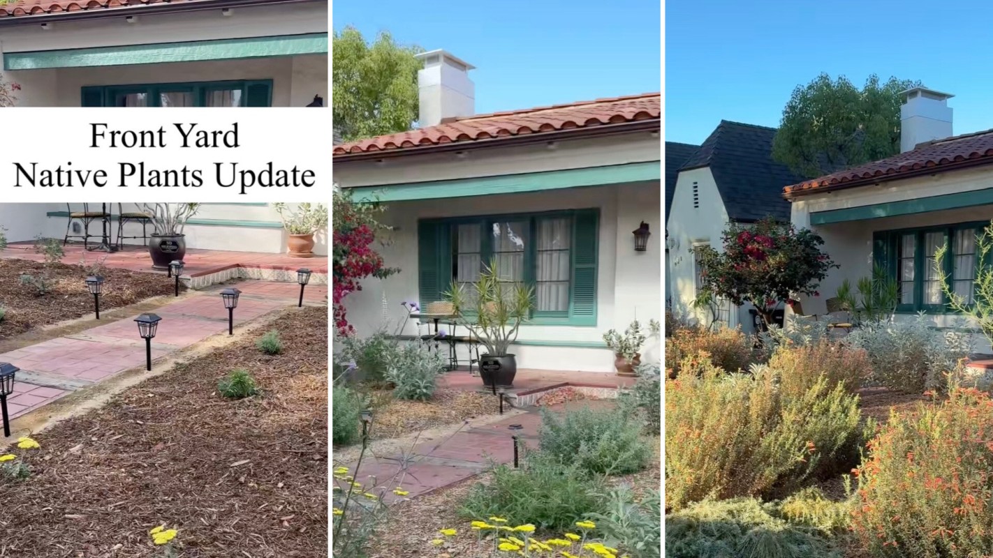 One creative TikTok video shows how a barren yard can transform into a thriving native-plant landscape.